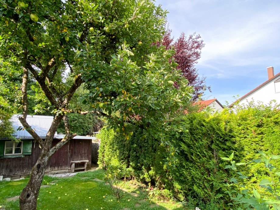 Apfelbaum Einfamilienhaus Germering / Harthaus